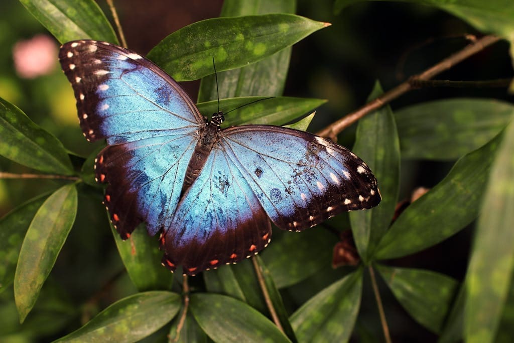Close-up of a stunning Blue Morpho butterfly perched on green leaves in a natural setting.